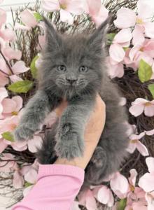 Lily - Maine Coon Kitten For Sale - Huntley&comma; IL&comma; US