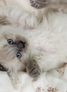 Ragdoll Female - Ragdoll Kitten For Sale - Willington&comma; CT&comma; US