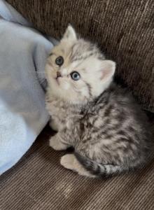 Roxy - Scottish Fold Kitten For Sale - CA, US Roxy - Scottish Fold Kitten For Sale - CA, US