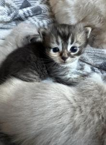 Calico Munchkin Cali - Munchkin Kitten For Sale - Denver, CO, US Calico Munchkin Cali - Munchkin Kitten For Sale - Denver, CO, US