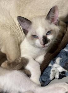 Snows Siamese Snowshoe - Siamese Kitten For Sale - Moneta, VA, US Snows Siamese Snowshoe - Siamese Kitten For Sale - Moneta, VA, US