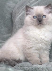 Mochi's Twin - Ragdoll Kitten For Adoption - New River, AZ, US Mochi's Twin - Ragdoll Kitten For Adoption - New River, AZ, US