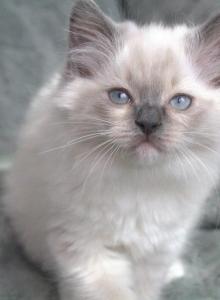 Storm - Ragdoll Kitten For Sale - New River, AZ, US Storm - Ragdoll Kitten For Sale - New River, AZ, US
