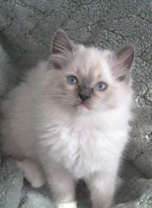 Storm - Ragdoll Kitten For Sale - New River&comma; AZ&comma; US