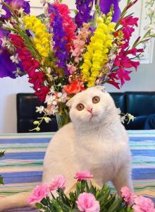 Casper - Scottish Fold Cat For Adoption - Scottsdale, AZ, US Casper - Scottish Fold Cat For Adoption - Scottsdale, AZ, US