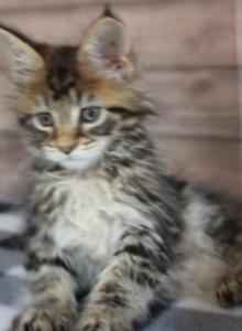 Tiger Reserved - Maine Coon Kitten For Sale - IN&comma; US