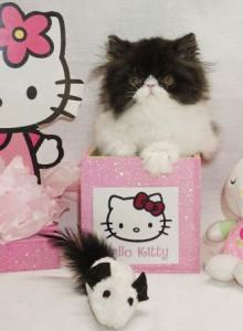 Show Quality Black and White Bi Color male - Persian Kitten For Sale - CA&comma; US