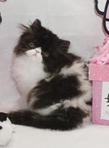 Show Quality Black and White Bi Color male - Persian Kitten For Sale - CA&comma; US