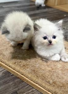 Blue Girl - Ragdoll Kitten For Sale - Springfield, MO, US Blue Girl - Ragdoll Kitten For Sale - Springfield, MO, US