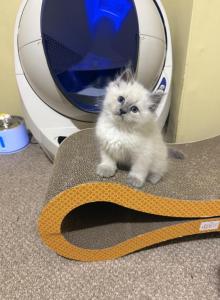 Siberian kittens - Siberian Kitten For Adoption - MI, US Siberian kittens - Siberian Kitten For Adoption - MI, US