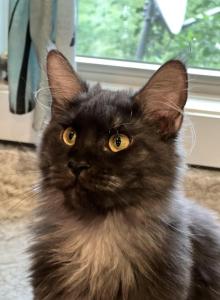 Stella - Maine Coon Kitten For Sale - Dublin&comma; GA&comma; US