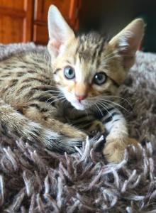 Miss Tiana - Bengal Kitten For Sale - Needmore, PA, US Miss Tiana - Bengal Kitten For Sale - Needmore, PA, US