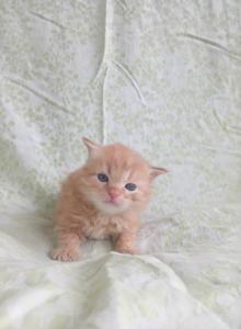 Crookshanks - Siberian Kitten For Sale - Woodburn, OR, US Crookshanks - Siberian Kitten For Sale - Woodburn, OR, US