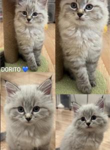 Ragdoll Siberian - Ragdoll Kitten For Sale - Farmington, MN, US Ragdoll Siberian - Ragdoll Kitten For Sale - Farmington, MN, US