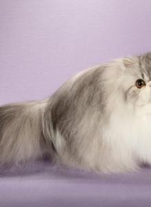Adiiyah - Persian Kitten For Sale - Joplin, MO, US Adiiyah - Persian Kitten For Sale - Joplin, MO, US