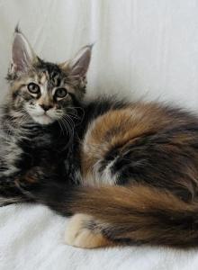 Girl V47 - Maine Coon Kitten For Sale - Millingport, NC, US Girl V47 - Maine Coon Kitten For Sale - Millingport, NC, US