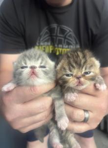 Honey and mouse - Exotic Kitten For Sale - Arlington Heights, IL, US Honey and mouse - Exotic Kitten For Sale - Arlington Heights, IL, US