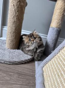 Frankie and Jinx - Persian Kitten For Sale - Beachwood, NJ, US Frankie and Jinx - Persian Kitten For Sale - Beachwood, NJ, US