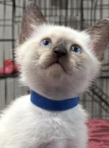 Blue boy - Siamese Kitten For Sale - Weston, FL, US Blue boy - Siamese Kitten For Sale - Weston, FL, US