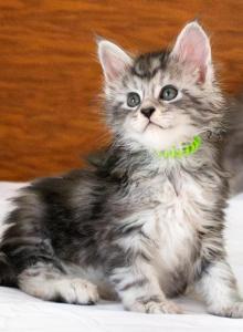 Gawain - Maine Coon Kitten For Sale - MI, US Gawain - Maine Coon Kitten For Sale - MI, US