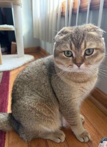 Scottish golden fold boy - Scottish Fold Kitten For Sale - Shakopee, MN, US Scottish golden fold boy - Scottish Fold Kitten For Sale - Shakopee, MN, US