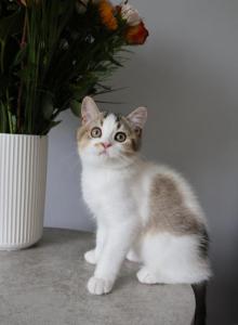 British shorthair boy - British Shorthair Kitten For Sale - Shakopee&comma; MN&comma; US