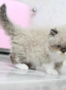 Duchess Blue Eyes - Persian Kitten For Adoption - Roseville, CA, US Duchess Blue Eyes - Persian Kitten For Adoption - Roseville, CA, US