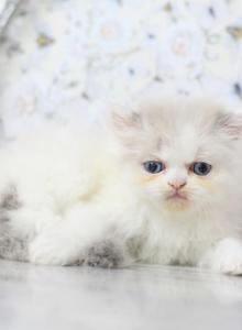 Marie Blue Eyes - Persian Kitten For Sale - Roseville, CA, US Marie Blue Eyes - Persian Kitten For Sale - Roseville, CA, US