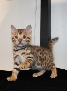 Kato - Bengal Kitten For Sale - Valparaiso&comma; IN&comma; US