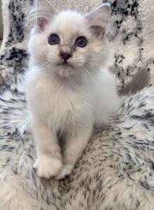 Felix - Domestic Kitten For Adoption - Cleveld, TN, US Felix - Domestic Kitten For Adoption - Cleveld, TN, US