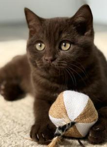 Thorn - British Shorthair Kitten For Sale - Vancouver, WA, US Thorn - British Shorthair Kitten For Sale - Vancouver, WA, US