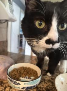 Cookie - Domestic Cat For Adoption - Southwick, MA, US Cookie - Domestic Cat For Adoption - Southwick, MA, US