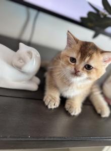 Ranger chinchilla - Scottish Straight Kitten For Sale - Beverly&comma; NJ&comma; US