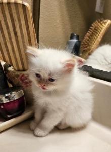 Winter and her kittens - Persian Kitten For Sale - Alafaya, FL, US Winter and her kittens - Persian Kitten For Sale - Alafaya, FL, US