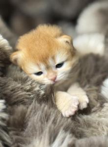 Hazel - British Shorthair Kitten For Sale - Canoga Park, CA, US Hazel - British Shorthair Kitten For Sale - Canoga Park, CA, US