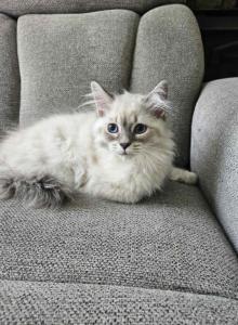 Siberian Nevas Kittens - Siberian Kitten For Sale - Westfield, MA, US Siberian Nevas Kittens - Siberian Kitten For Sale - Westfield, MA, US