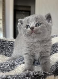 Jazzy Blue Boy - British Shorthair Kitten For Sale - Providence, RI, US Jazzy Blue Boy - British Shorthair Kitten For Sale - Providence, RI, US