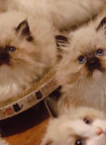 Seal mitted - Ragdoll Kitten For Sale - Bristow, VA, US Seal mitted - Ragdoll Kitten For Sale - Bristow, VA, US
