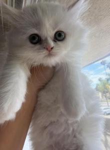 Happy family - Persian Kitten For Sale - San Diego, CA, US Happy family - Persian Kitten For Sale - San Diego, CA, US