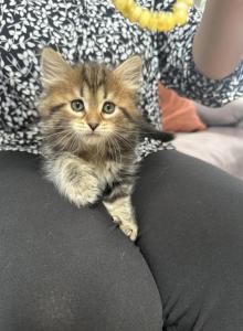 Mochi - Siberian Kitten For Sale - Lynnfield, MA, US Mochi - Siberian Kitten For Sale - Lynnfield, MA, US