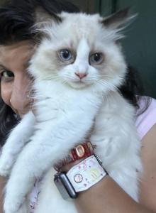 Bicolor seal point female ragdoll 12 weeks old - Ragdoll Kitten For Sale - Beavercreek, OH, US Bicolor seal point female ragdoll 12 weeks old - Ragdoll Kitten For Sale - Beavercreek, OH, US