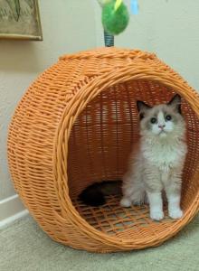 TICA seal Bicolor Ragdoll Kitten - Ragdoll Kitten For Sale - Bryan, TX, US TICA seal Bicolor Ragdoll Kitten - Ragdoll Kitten For Sale - Bryan, TX, US