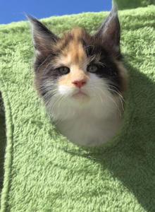 Charlotte Calico - Maine Coon Kitten For Sale - Providence, RI, US Charlotte Calico - Maine Coon Kitten For Sale - Providence, RI, US