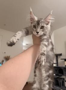 Tica Maine coons - Maine Coon Kitten For Sale - Woodbridge, VA, US Tica Maine coons - Maine Coon Kitten For Sale - Woodbridge, VA, US
