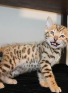 Kato - Bengal Kitten For Sale - Valparaiso&comma; IN&comma; US
