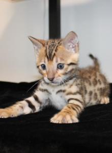 Kato - Bengal Kitten For Sale - Valparaiso&comma; IN&comma; US