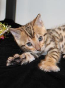 Kato - Bengal Kitten For Sale - Valparaiso&comma; IN&comma; US