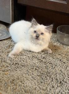 Blue point male - Ragdoll Kitten For Sale - Butler&comma; PA&comma; US