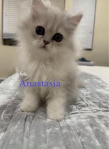 Diamond Dollz Anastasia - Persian Kitten For Sale - Goodyear&comma; AZ&comma; US