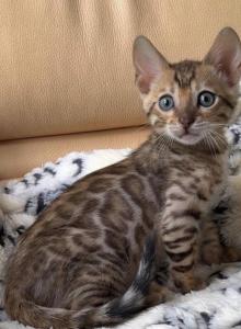 Bengal Kittens - Bengal Kitten For Sale - Newport&comma; ME&comma; US
